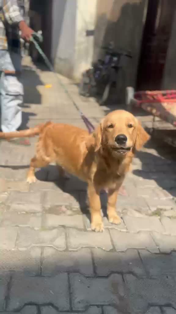 Golden Retriever, farm video