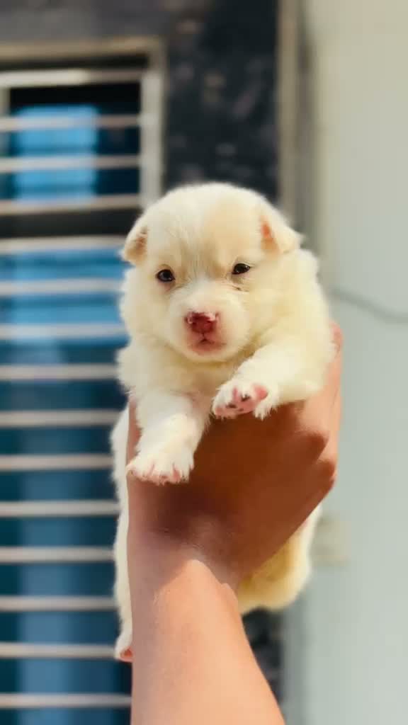 Pomeranian Puppy, farm video