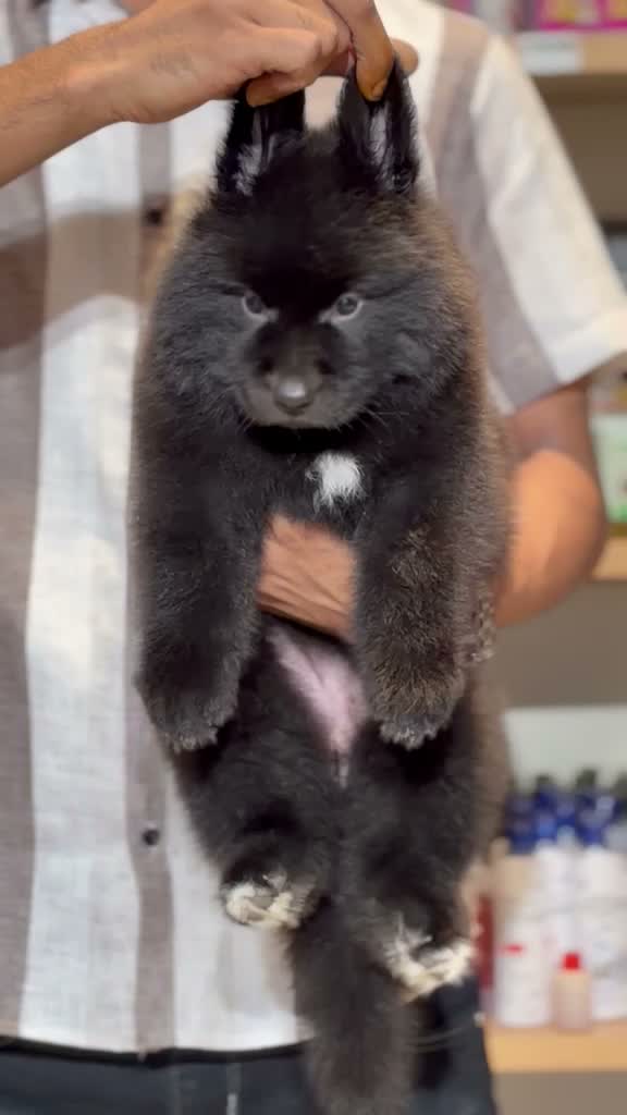 German Shepherd Puppy, farm video