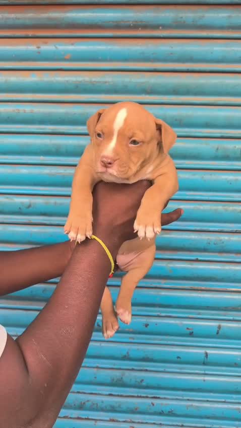 American Bully XXL Size Puppy, farm video