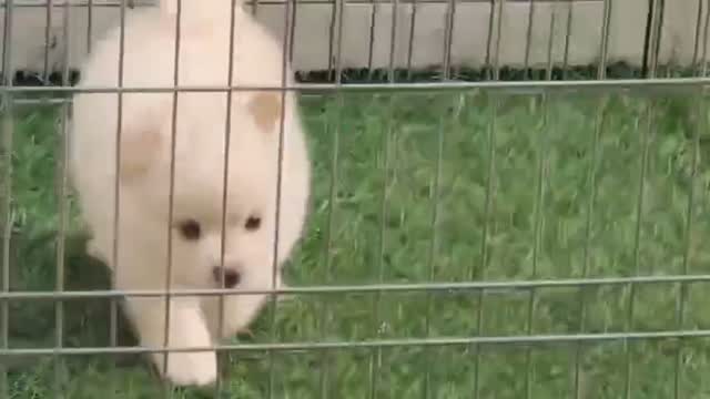 Pomeranian Puppy, farm video
