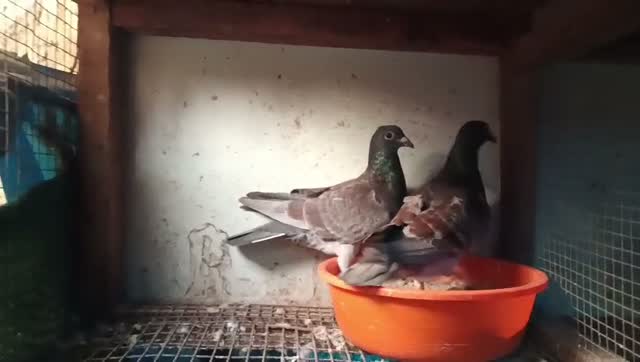 Homer Pigeon, farm video