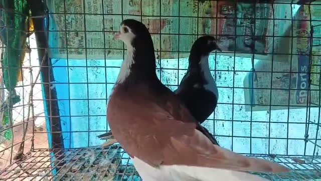 Homer Pigeon, farm video