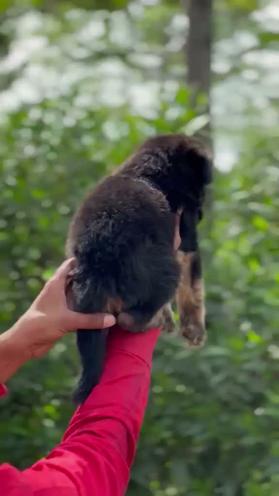 German Shepherd Puppy, farm video