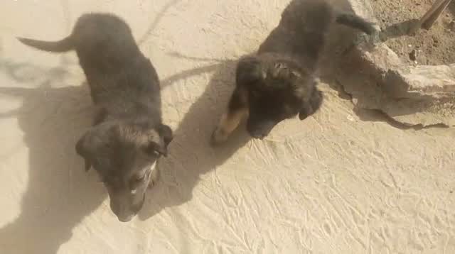 German Shepherd Puppy, farm video
