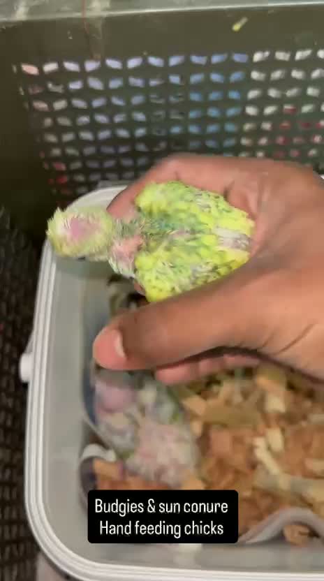 Budgies | Fallow, farm video