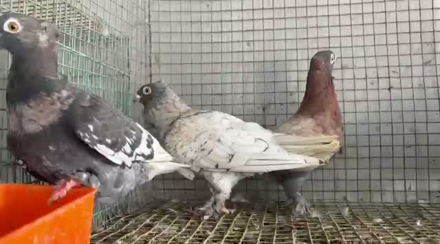 Homer Pigeon, farm video
