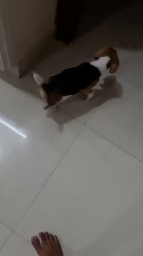 Dachshund Puppy | Brown & Tan, farm video