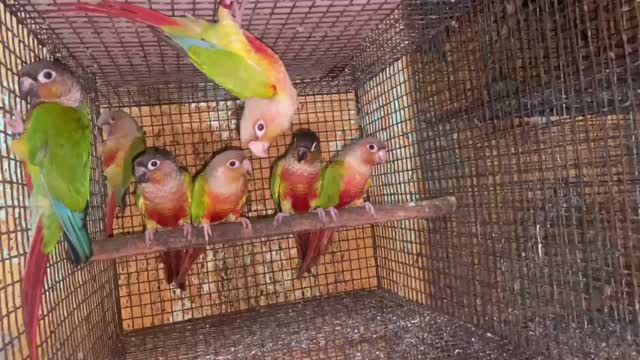 Small Cheek Conure, farm video