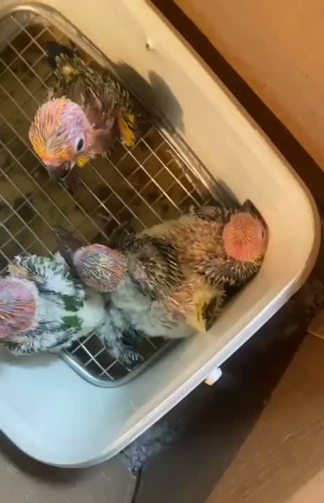 Sun Conure, farm video
