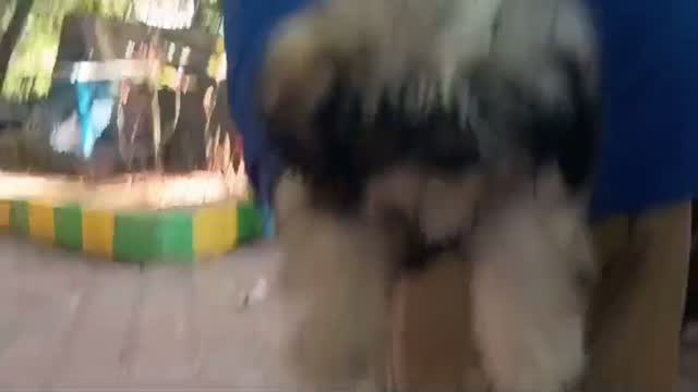 Shih Tzu | Black Color, farm video