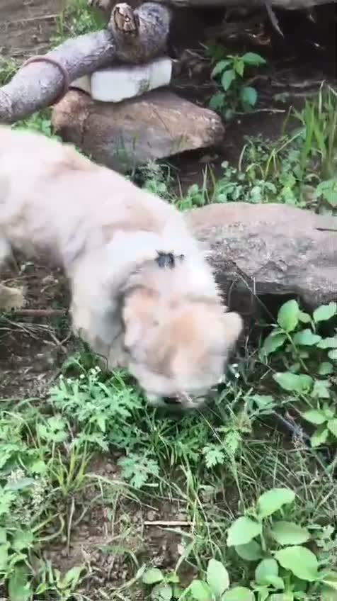 Shih Tzu | Black Color, farm video