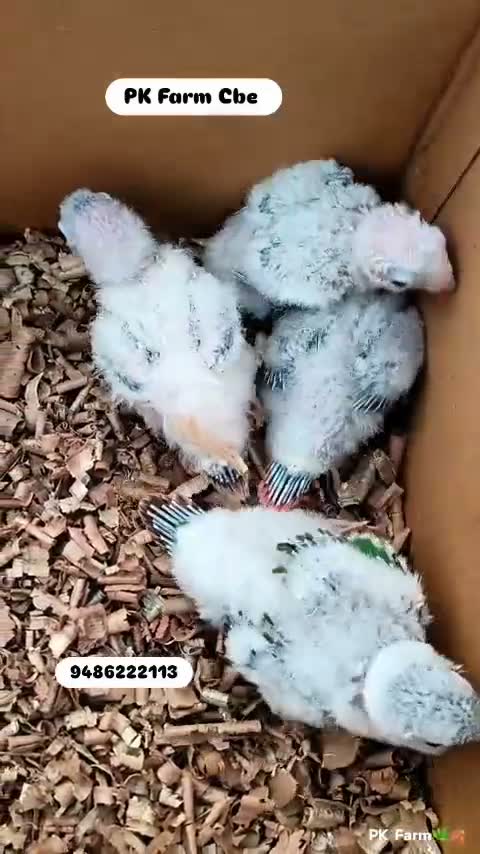 Pineapple Headed Conure, farm video