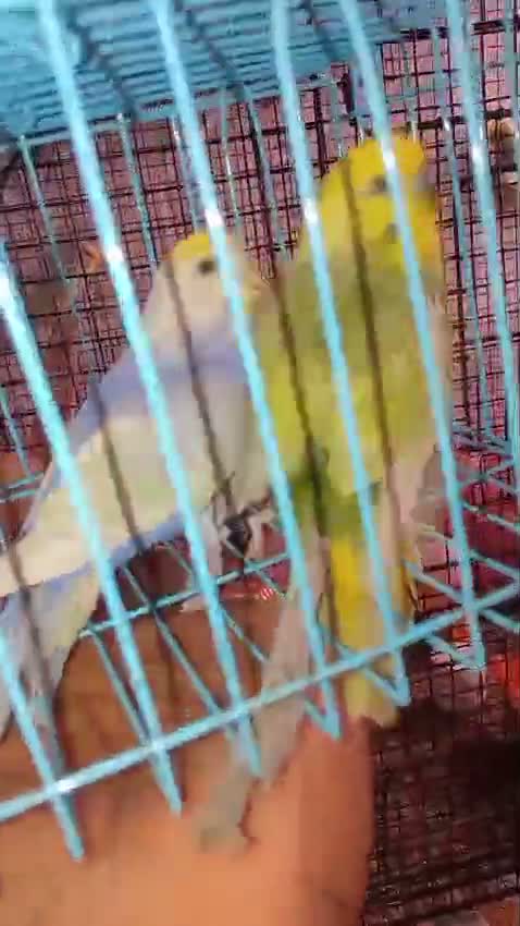 Budgies | Fallow, farm video