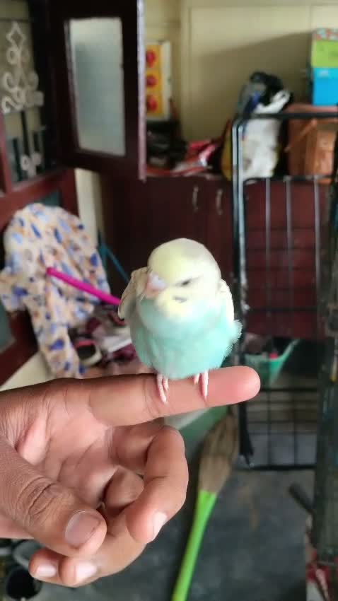 Budgies | Fallow, farm video