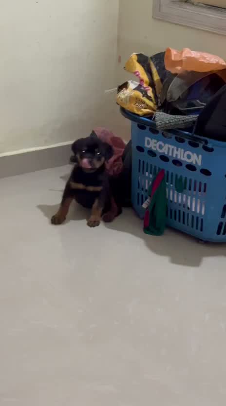 Dachshund Puppy | Brown & Tan, farm video