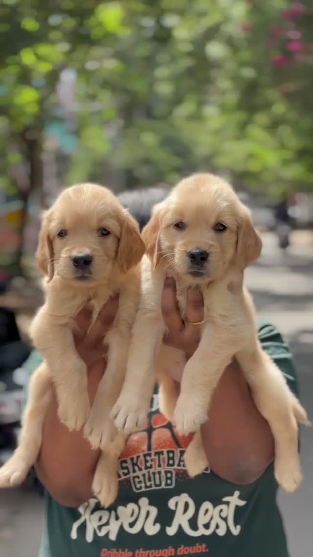 Golden Retriever, farm video
