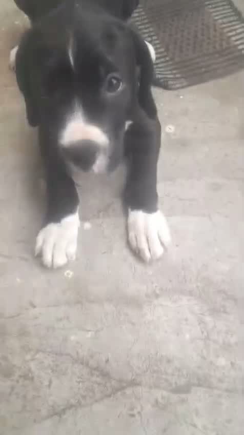 Boxer Puppy, farm video
