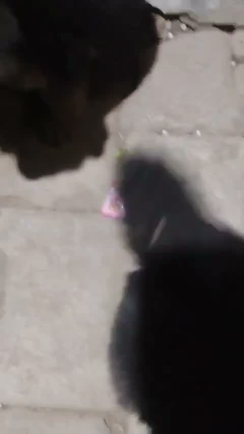 German Shepherd Puppy, farm video