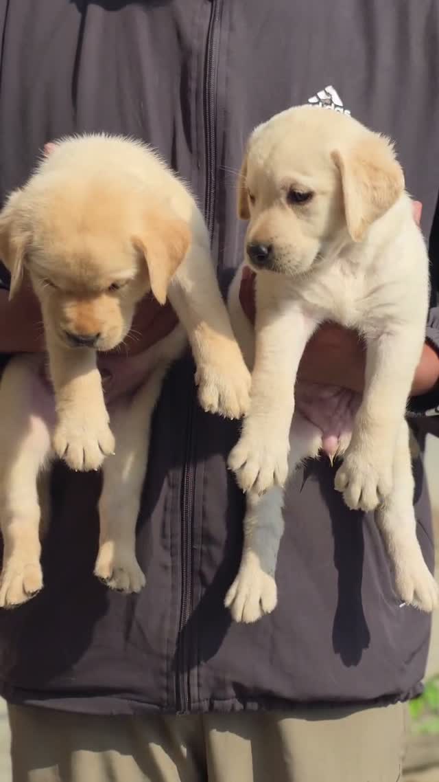 Dachshund Puppy | Brown & Tan, farm video