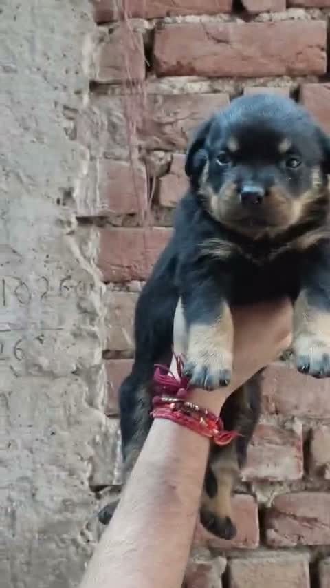 Rottweiler Puppy, farm video