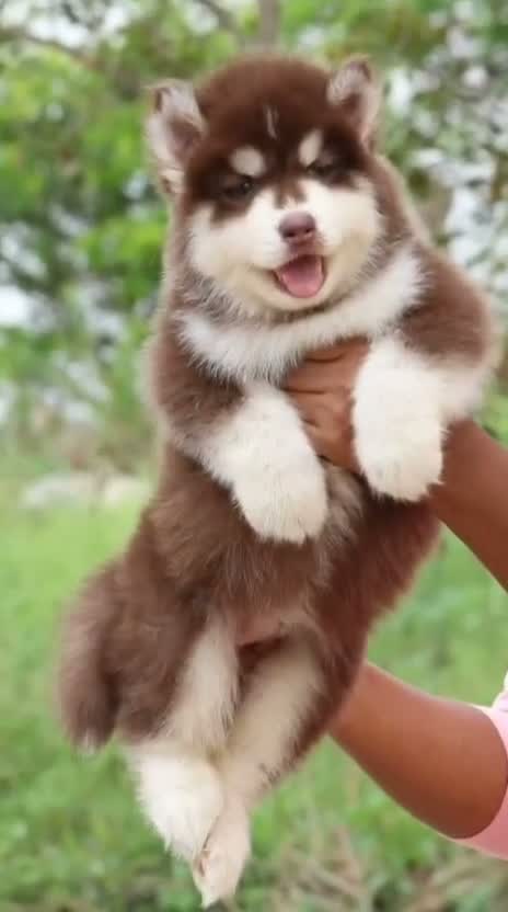 Siberian Husky Puppy | Black & White Color, farm video