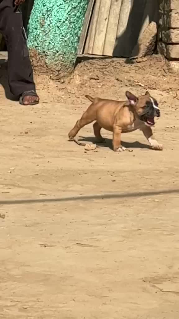 American Bully XXL Size Puppy, farm video