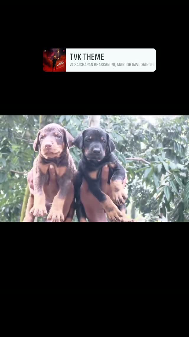 Doberman Pinscher Puppy, farm video