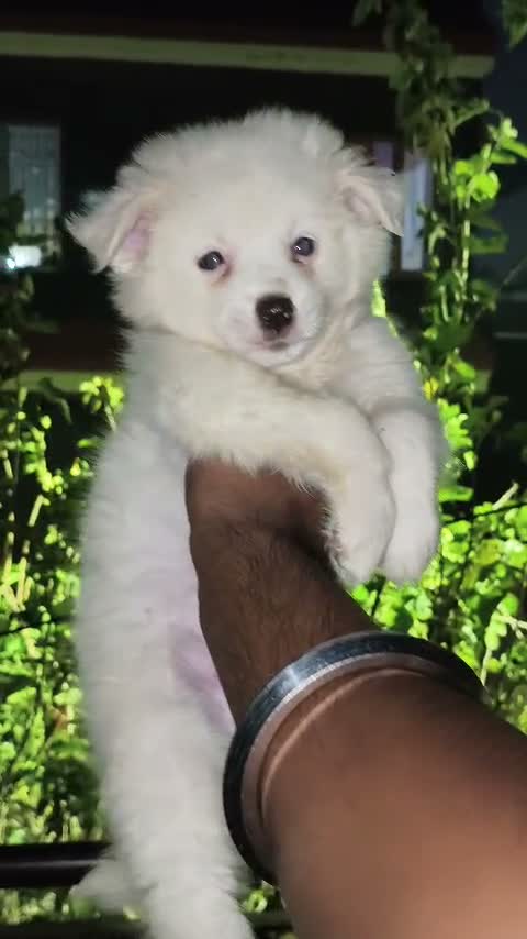 Pomeranian Puppy, farm video