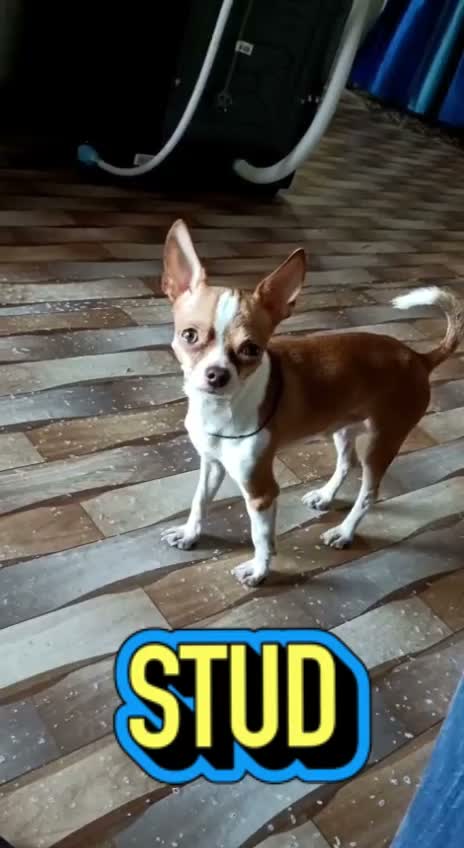 Chihuahua Puppy, farm video