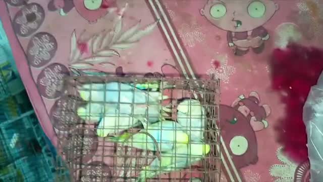 Budgies | Fallow, farm video