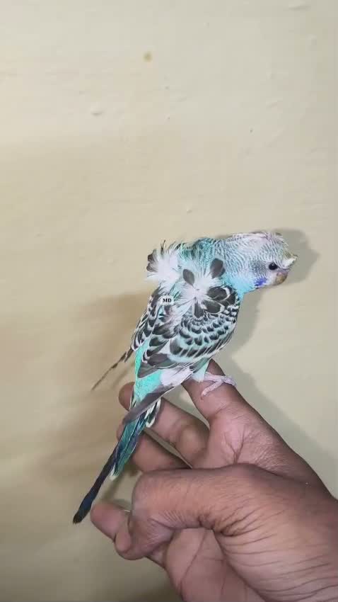 Hogoromo Budgies, farm video