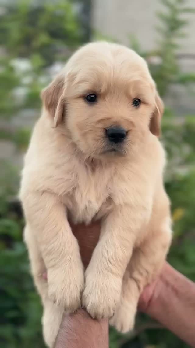 Golden Retriever, farm video