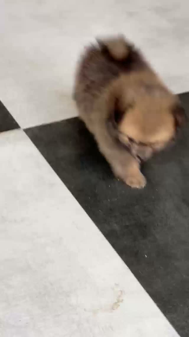 Culture Toy Pom Puppy | White, farm video