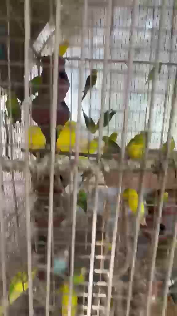 African Love Birds | Violet, farm video