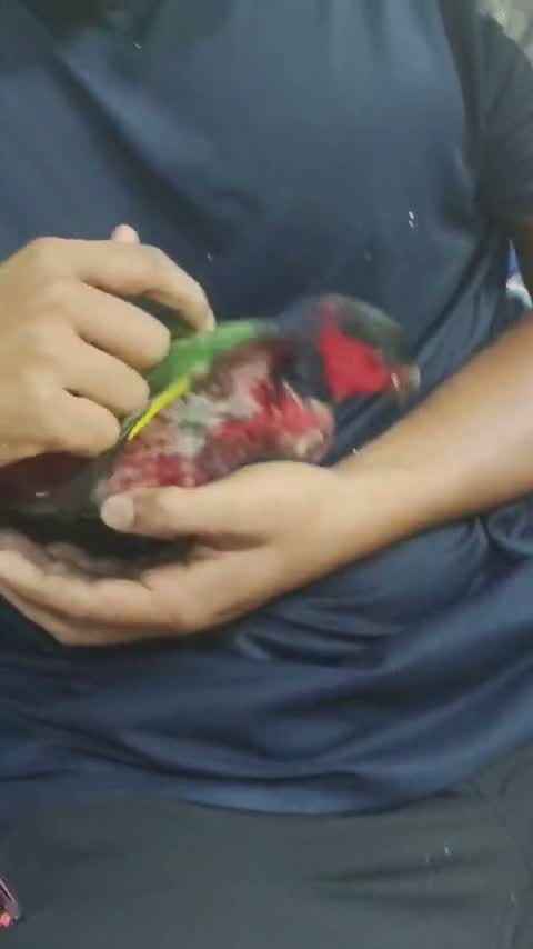 Chattering Lorikeet, farm video