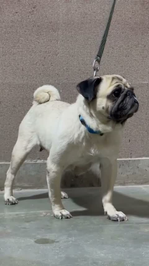 Pug Puppy, farm video
