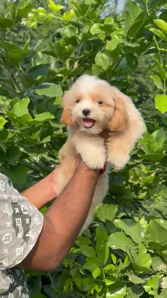 Maltipoo Puppy, farm video