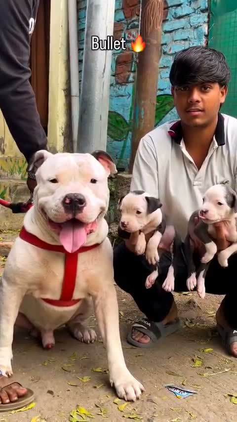 American Bully XXL Size Puppy, farm video