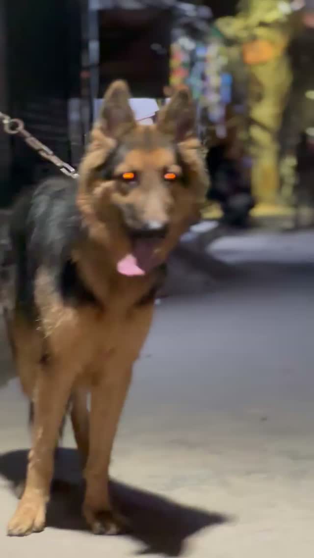 German Shepherd Puppy, farm video