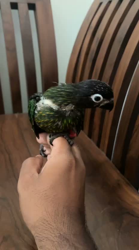 Chattering Lorikeet, farm video