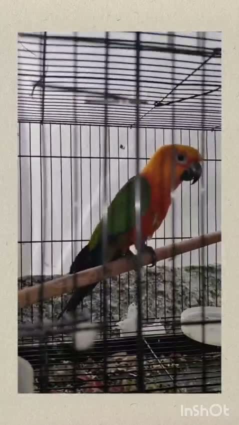Small Cheek Conure, farm video