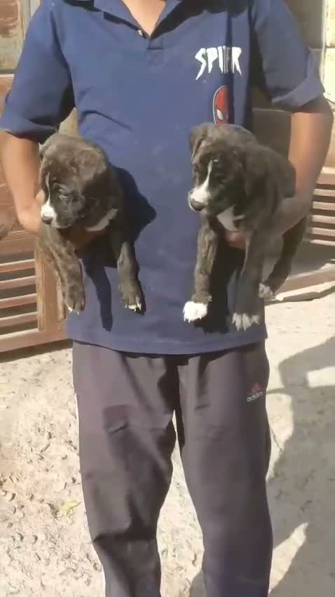 Dachshund Puppy | Brown, farm video