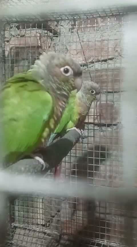 Pineapple Headed Conure, farm video