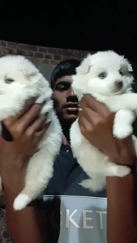 Pomeranian Puppy, farm video