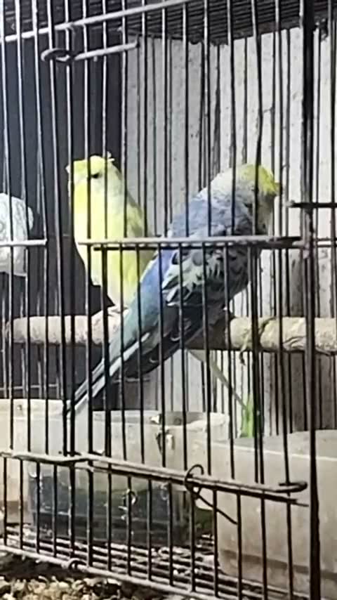 Homer Pigeon, farm video