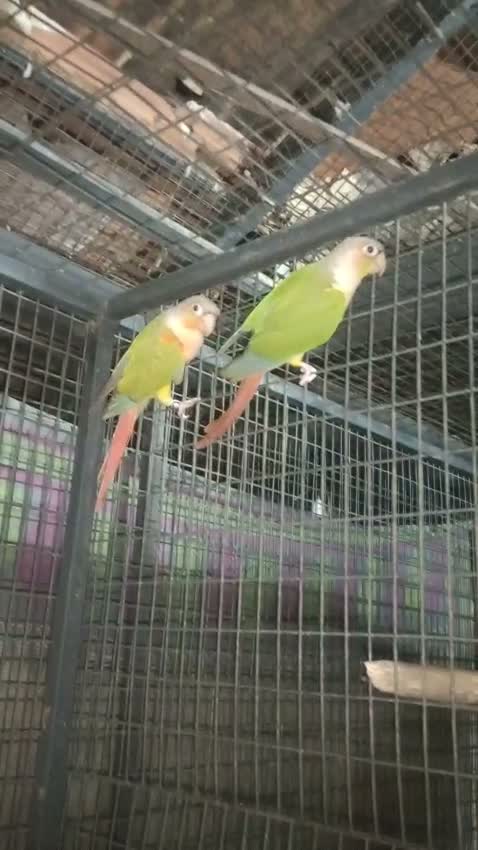 Pineapple Headed Conure, farm video