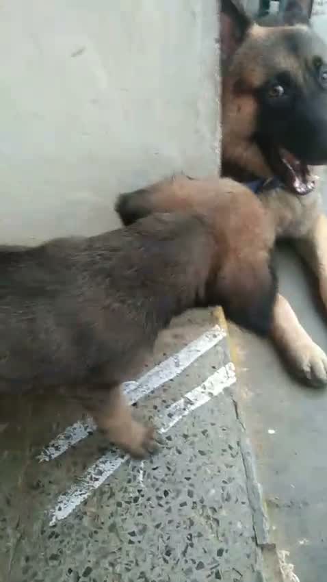 Kanni Puppy, farm video