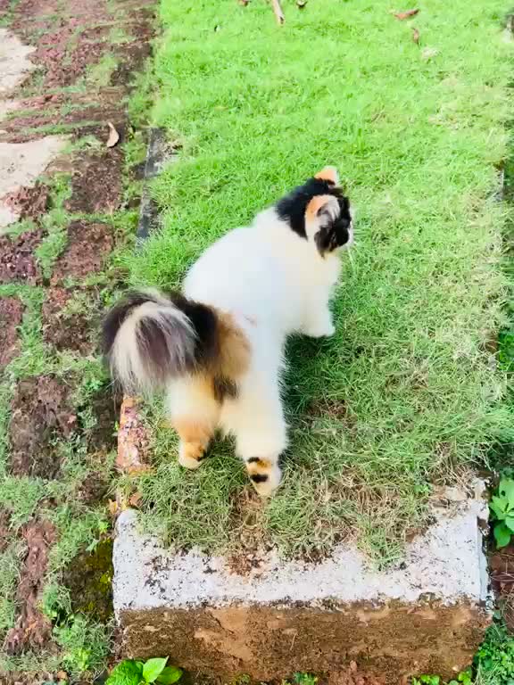 Persian, farm video