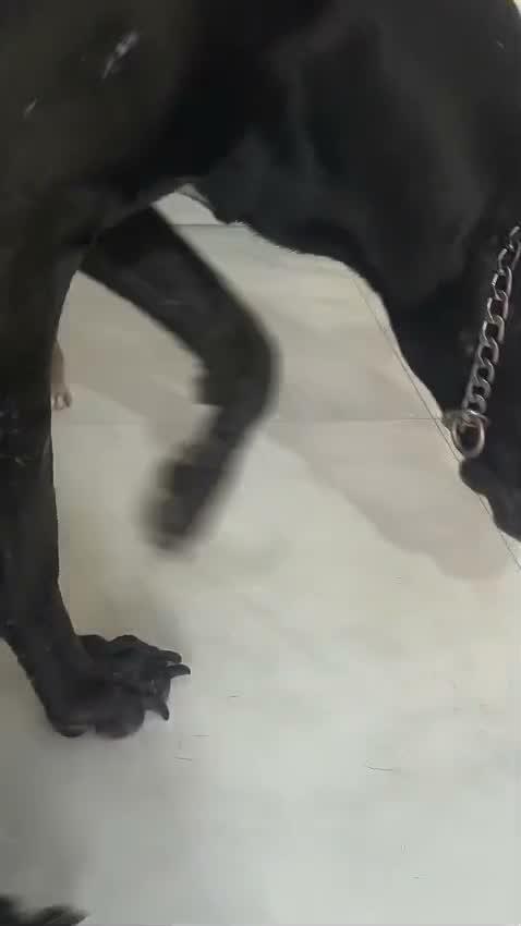 Great Dane Puppy, farm video